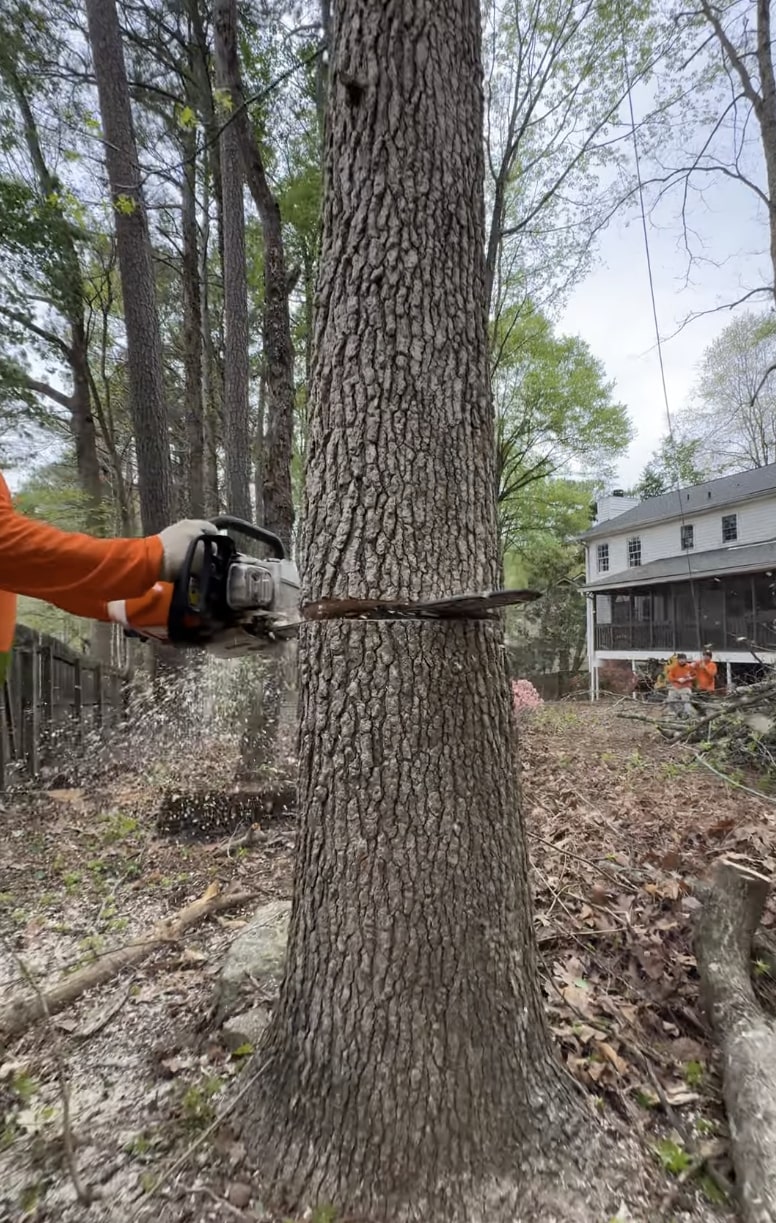 Expert tree cutting and removal by certified arborists Professional arborist using chainsaw for precise tree cutting and removal