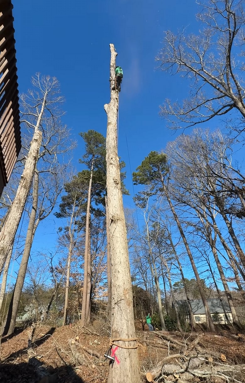 Professional tree removal services in Peachtree Corners