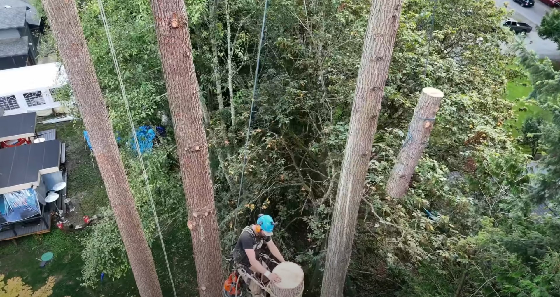 Specialized aerial tree work and hazardous tree removal Aerial tree service work with professional safety equipment and rigging