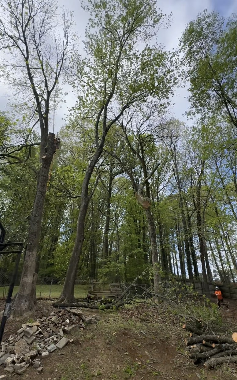 Complete tree services including removal and trimming in Peachtree Corners